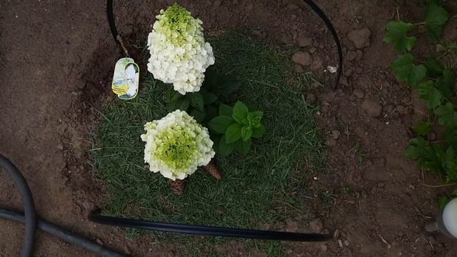 Мульчирование Гортензий и приствольный круг. смотреть онлайн