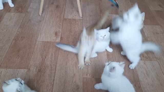 British Golden kittens - золотые британские котята