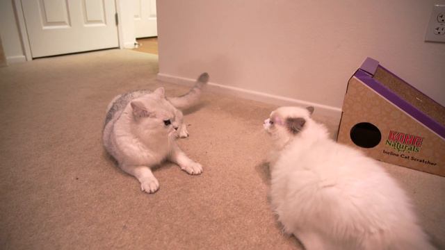 6 month old Ragdoll cat FIGHT 3 years old British Shorthair 02| Kung Fu Kitty смотреть онлайн