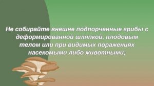 Профилактика отравления грибами в быту