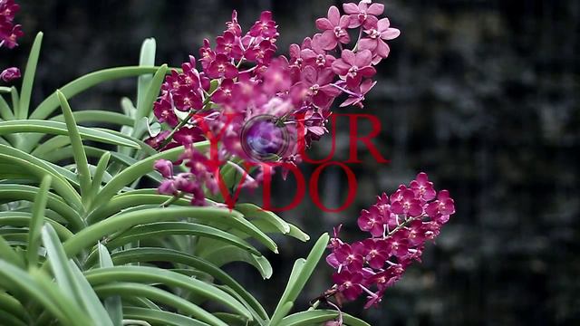 Your VDO : Free Footage : Flower 7 смотреть онлайн