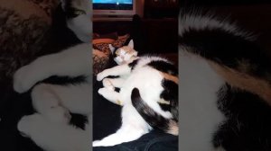 Кошка хочет кота !!!