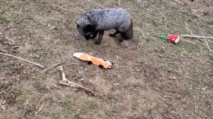 Shadow the fox gets a gift from her sponsor