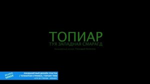 СТРИГУ ТУИ ФАНТАЗИРУЮ | @user-qs3ui4et9d | ТОПИАР МАСТЕР | ТУЯ СМАРАГД | СТРИЖКА ТУИ | МИНСК |BELAR