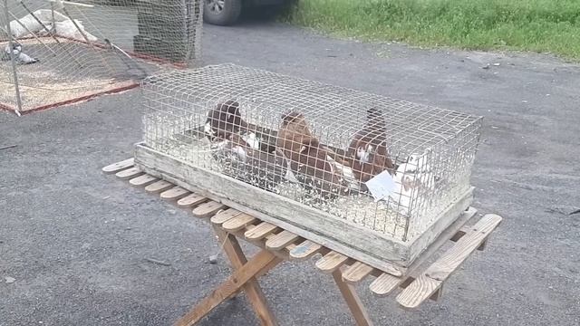 6000 рублей за пару. Крымская желтогрудая бабочка. Сборная ярмарка голубей Шахты 07.05.23. смотреть онлайн