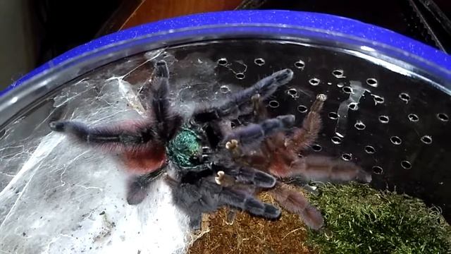 Caribena versicolor. Спаривание. Паук птицеед смотреть онлайн