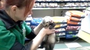 Отучаем хорька кусаться