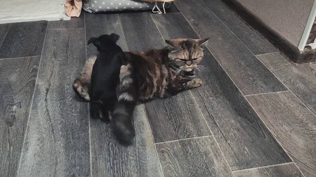 кот и пес смотреть онлайн