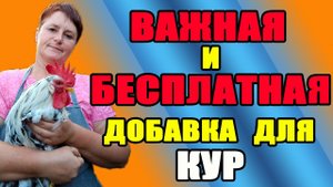 Зачем курам нужны ПЕСОК и РАКУШКА.