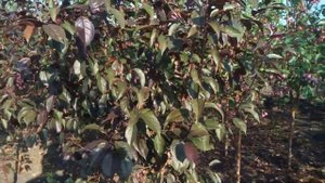 Яблоня карликовая пурпурная | Plante.md