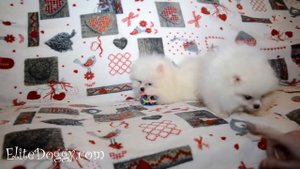 Щенки белого померанского шпица, маленькие проказники