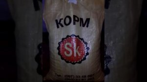 Разведение перепелов