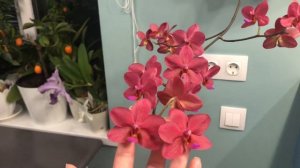 Phalaenopsis Buddha's Treasure