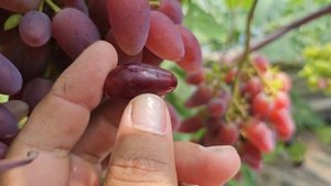 Виноград в теплице, Талдун, Карнавал и Дубовский розовый.