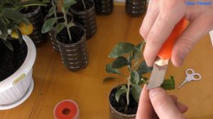 Создаём гибрид лимон и кумкват прививки для цитрусовых