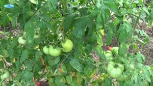 УСТОЙЧИВОСТЬ ТОМАТОВ К БОЛЕЗНЯМ. ГЛАВНОЕ-СДЕЛАТЬ ПРАВИЛЬНЫЙ ВЫБОР!