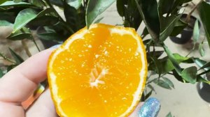 Дегустация Эксклюзивных Сортов цитрусовых от Цитрус Микс"#цитрусовые #комнатныерастения