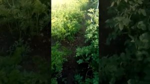 Кабачки в мешках, стоит ли?