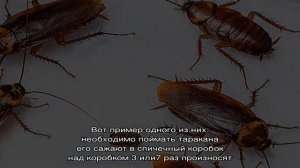 Как избавиться от рыжих и черных домашних тараканов в квартире раз и навсегда: заговоры, молитвы, .