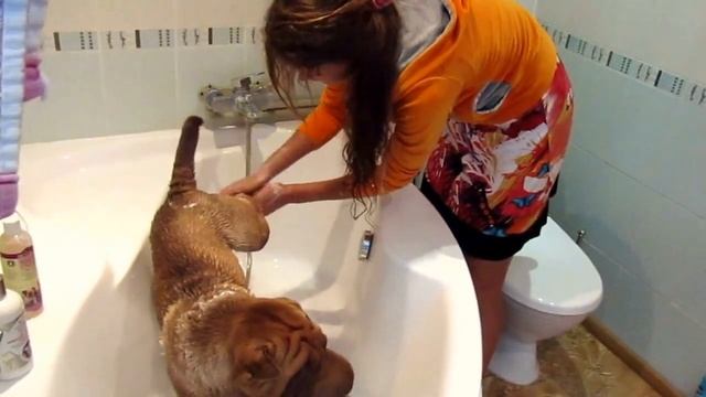 1часть купание пумбы шампунь смотреть онлайн