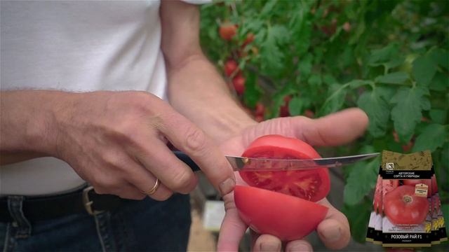 Лучший урожайный крупноплодный томат для теплиц. Новинки семян томатов. смотреть онлайн