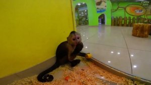 GREEN DAYS 59! Контактный зоопарк Всё как у зверей!Находится в Фан Фане! Ясная 2!