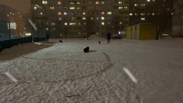 Как ПРАВИЛЬНО научить собаку команде ко мне! смотреть онлайн