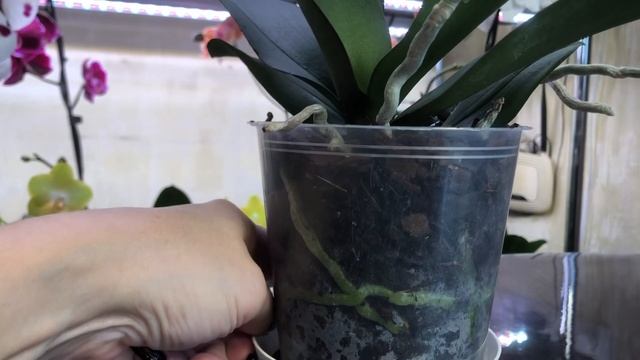 Орхидея Интрига новинка смотреть онлайн