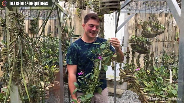 FLORAÇÃO DE ORQUÍDEAS - Mês de outubro смотреть онлайн