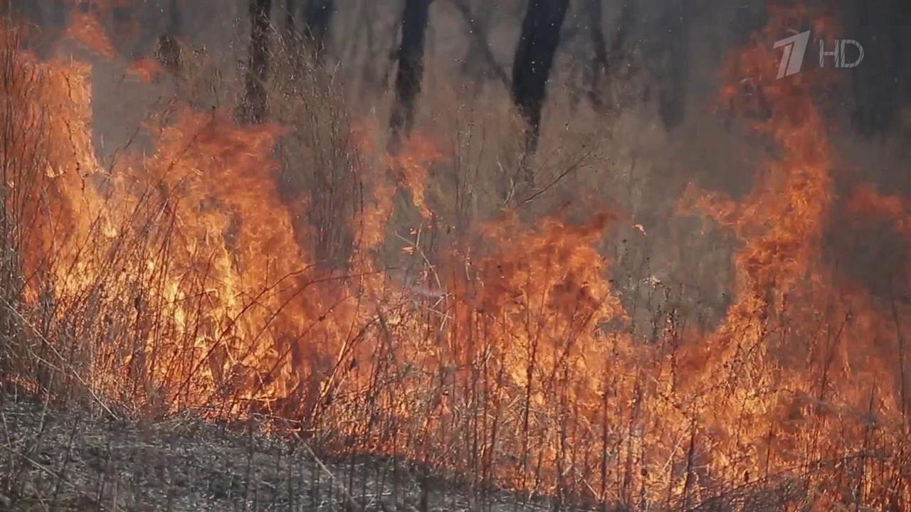 Лесной пожар новосибирск. Пожар леса. Пожары в лесах. Пожары в Сибири. Лесные пожары в Сибири.