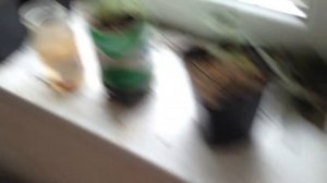 Что делать если скручиваются листья ?// мои киви часть 2//