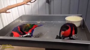 Рок-попугаи