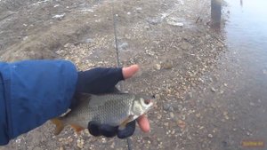 #3 ВЕСЕННЯЯ РЫБАЛКА НА МОРМЫШИНГ. ЛОВЛЯ ЯЗЯ НА КОЛЕБАЛКУ. ПЛОТВА НА СПИННИНГ.  #МОРМЫШИНГ #FARIOMOR