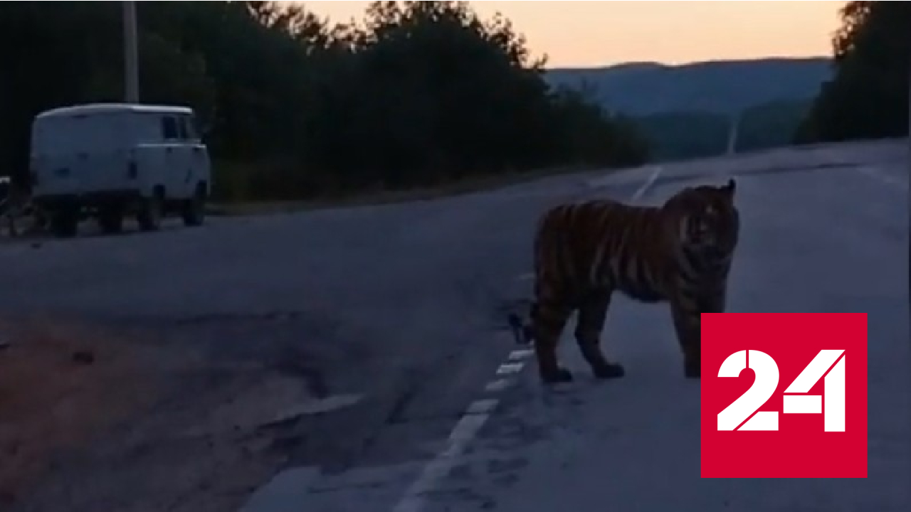 Приморцы сняли на видео встречу с вышедшим на дорогу тигром - Россия 24