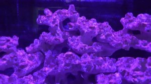Запуск морского аквариума. 3 серия Водоросли