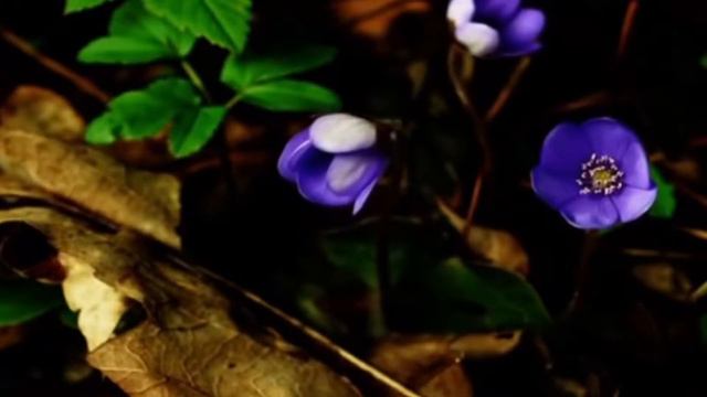 Подснежники смотреть онлайн