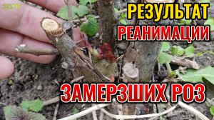 ПОКАЗЫВАЮ РЕЗУЛЬТАТ ПРИМЕНЕНИЯ И РЕЦЕПТ ЖИВОЙ ВОДЫ ДЛЯ ЗАМЕРЗШИХ РОЗ