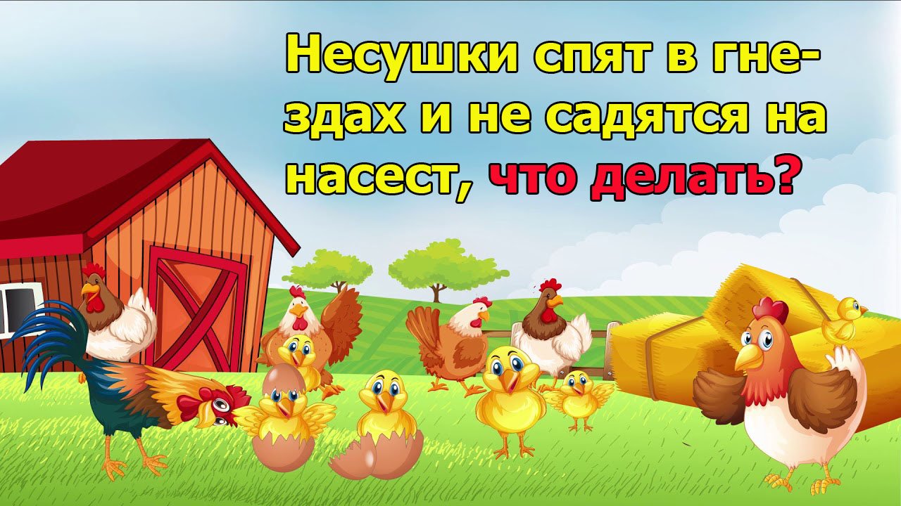 Несушки спят в гнездах и не садятся на насест, что делать?