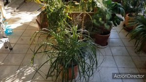 Нолина (Бокарнея)-Уход и Содержание в Домашних Условиях