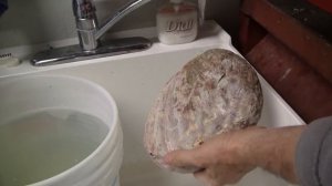 Cleaning abalone shells