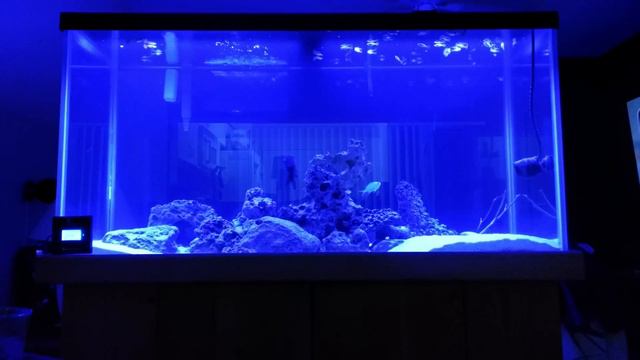 Current USA, Orbit Marine LED 48" - 90 gallon tank смотреть онлайн