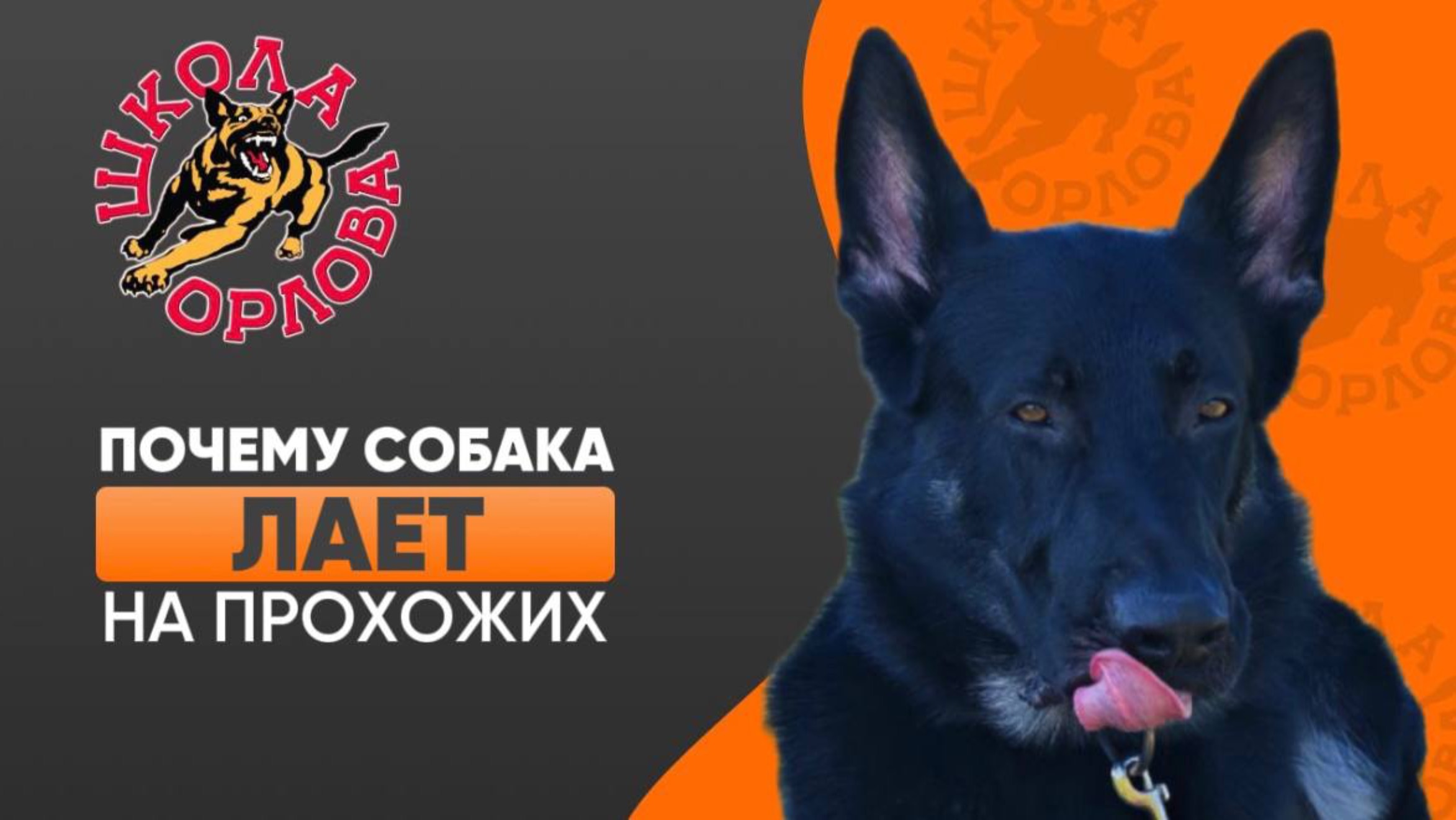Почему какие-то собаки лают на людей?