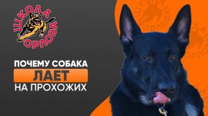 Почему какие-то собаки лают на людей?