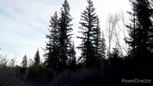 ЭМОЦИОНАЛЬНАЯ ЛОВЛЯ ЧИЖЕЙ, СНЕГИРЕЙ, ЕЛОВ. КЛЕСТОВ. И Т.Д. 27.10.21.