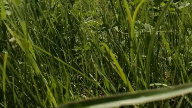 Красивая съёмка природы. смотреть онлайн