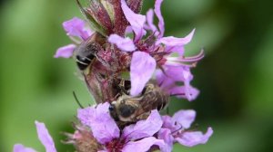 Melitta nigricans  ♂ (Melittidae-Hymenoptera) Se réinstaller dans le dortoir