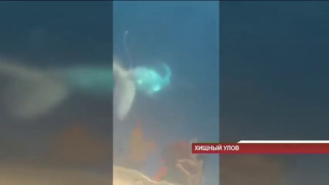 Акулу поймали два рыбака-любителя в Уссурийском заливе смотреть онлайн