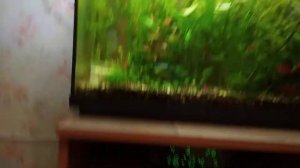 Внутренний фильтр SunSun hw-603b Как тихо он работает?