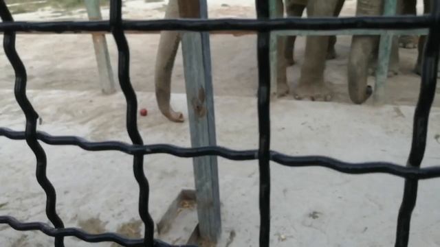 В Тайгане есть слоны! Свободу Зубкову! смотреть онлайн