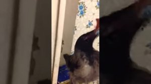 Птенец вороны дома